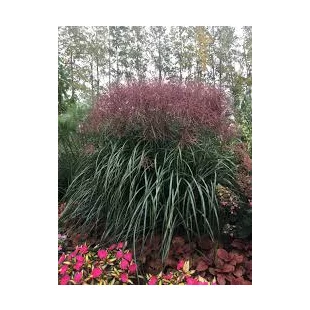 Ozdobnica čínska Malepartus. 40/60, v črepníku. 3l Miscanthus sinensis Malepartus