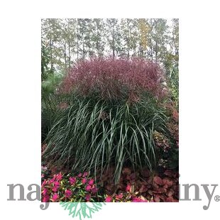 Ozdobnica čínska Malepartus. 40/60, v črepníku. 3l Miscanthus sinensis Malepartus