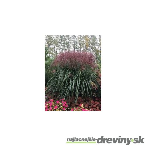 Ozdobnica čínska Malepartus. 40/60, v črepníku. 3l Miscanthus sinensis Malepartus