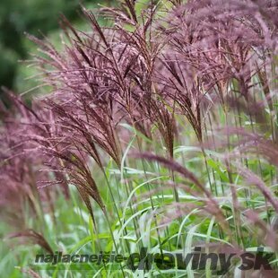 Ozdobnica čínska Malepartus, výška 30/50 cm, v črepníku 3l Miscanthus sinensis ‘Malepartus‘