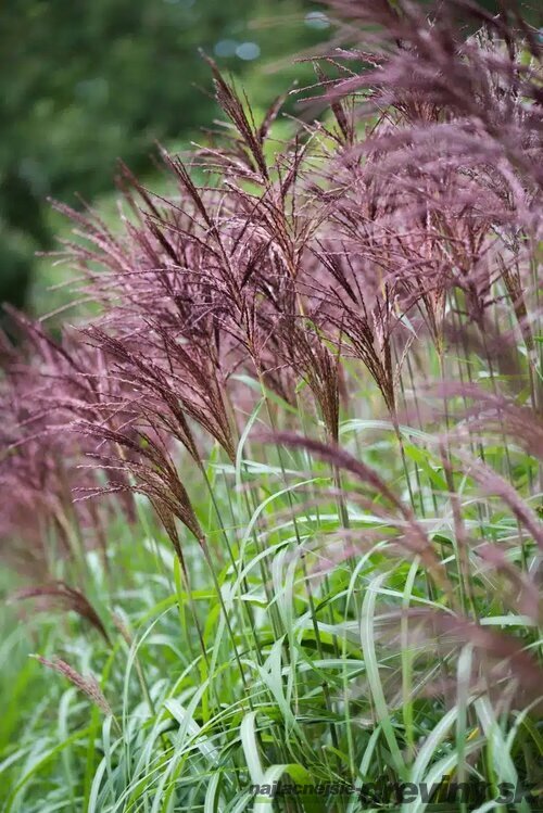 Ozdobnica čínska Malepartus, výška 30/50 cm, v črepníku 3l Miscanthus sinensis ‘Malepartus‘