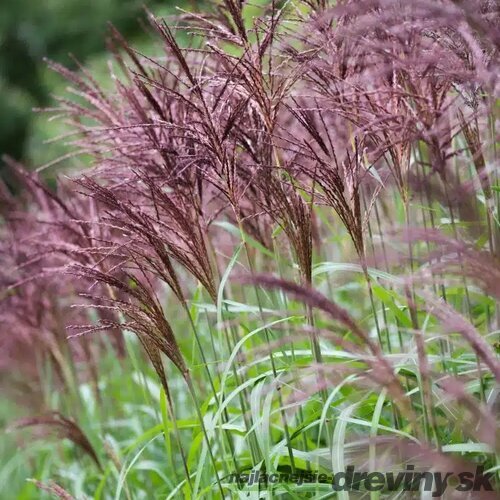 Ozdobnica čínska Malepartus, výška 30/50 cm, v črepníku 3l Miscanthus sinensis ‘Malepartus‘