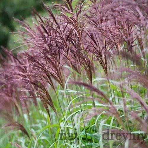 Ozdobnica čínska Malepartus, výška 70/90 cm, v črepníku 3l Miscanthus sinensis ‘Malepartus‘