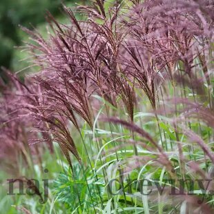Ozdobnica čínska Malepartus, výška 70/90 cm, v črepníku 3l Miscanthus sinensis ‘Malepartus‘