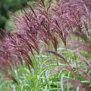 Ozdobnica čínska Malepartus, výška 70/90 cm, v črepníku 3l Miscanthus sinensis ‘Malepartus‘