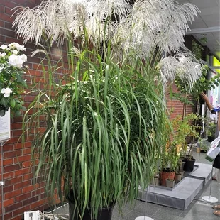 Ozdobnica čínska Memory, výška 30/50 cm, v črepníku 3l Miscanthus sinensis ‘Memory‘