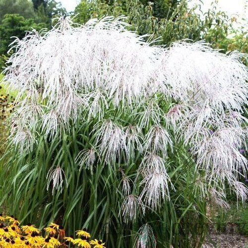 Ozdobnica čínska Memory, výška 30/50 cm, v črepníku 3l Miscanthus sinensis ‘Memory‘