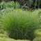 Ozdobnica čínska Morning Light, výška 40/60 cm, v črepníku 3l Miscanthus sinensis