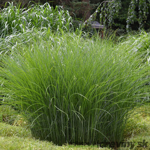Ozdobnica čínska Morning Light, výška 40/60 cm, v črepníku 3l Miscanthus sinensis