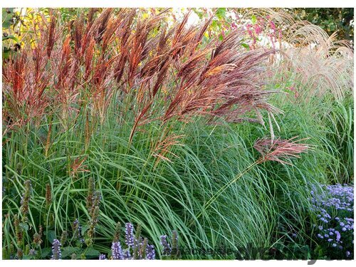 Ozdobnica čínska ‘Red Chief‘, výška 10/15 cm, v črepníku P9 Miscanthus sinensis Red Chief