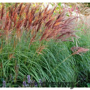 Ozdobnica čínska ‘Red Chief‘, výška 10/15 cm, v črepníku P9 Miscanthus sinensis Red Chief