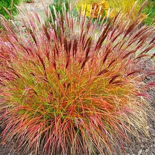 Ozdobnica čínska ‘Red Chief‘, výška 30/50 cm v črepníku 3l Miscanthus sinensis ‘Red Chief‘