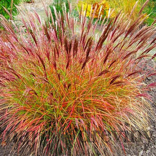 Ozdobnica čínska ‘Red Chief‘, výška 30/50 cm v črepníku 3l Miscanthus sinensis ‘Red Chief‘