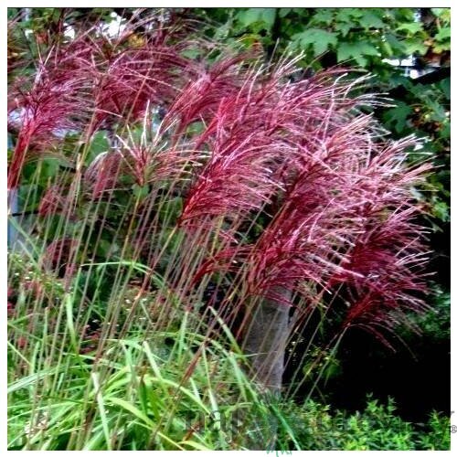 Ozdobnica čínska ‘Rotfeder‘,30/50 cm v črepníku 3l, Miscanthus sinensis ‘Rotfeder‘