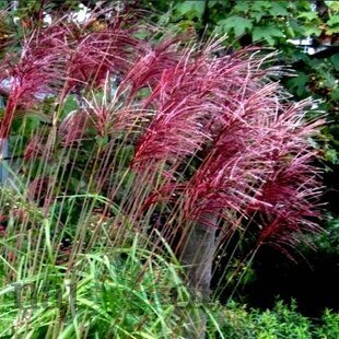 Ozdobnica čínska ‘Rotfeder‘,30/50 cm v črepníku 3l, Miscanthus sinensis ‘Rotfeder‘