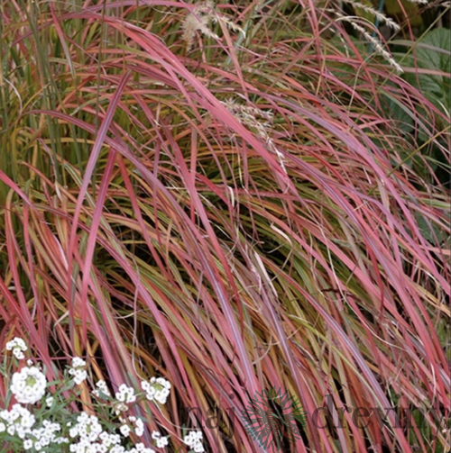 Ozdobnica čínska ‘Senorita‘, v črepníku 3l, výška 25/+cm Miscanthus sinensis ‘Senorita‘
