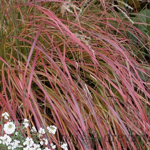 Ozdobnica čínska ‘Senorita‘, v črepníku 3l, výška 25/+cm Miscanthus sinensis ‘Senorita‘