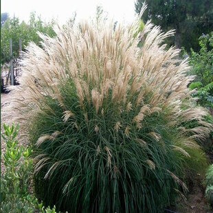 Ozdobnica čínska ‘Silberfeder‘, 30/50 cm, v črepníku 3l Miscanthus sinensis ‘Silberfeder‘