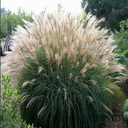 Ozdobnica čínska ‘Silberfeder‘, 30/50 cm, v črepníku 3l Miscanthus sinensis ‘Silberfeder‘