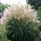 Ozdobnica čínska ‘Silberfeder‘, 50/70 cm, v črepníku 3l Miscanthus sinensis ‘Silberfeder‘
