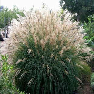 Ozdobnica čínska ‘Silberfeder‘, 50/70 cm, v črepníku 3l Miscanthus sinensis ‘Silberfeder‘