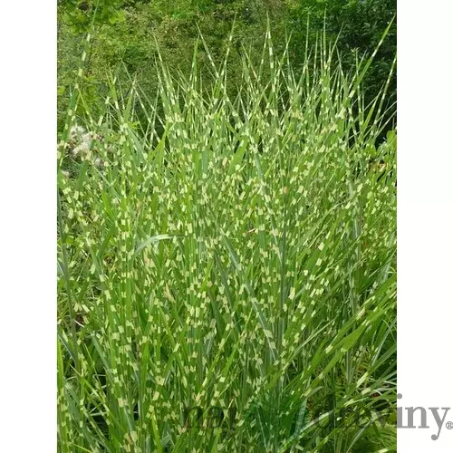 Ozdobnica čínska Stricta, výška 80/120 cm, v črepníku 5l Miscanthus Sinensis Stricta
