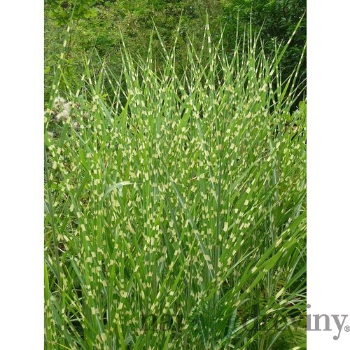 Ozdobnica čínska Stricta, výška 80/120 cm, v črepníku 5l Miscanthus Sinensis Stricta