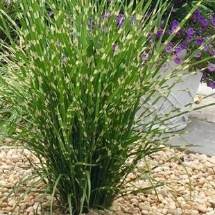 Ozdobnica čínska ‘Strictus‘ 30/50 cm v črepníku 3l Miscanthus sinensis ‘Strictus‘