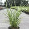 Ozdobnica čínska ‘Strictus‘ 30/50 cm v črepníku 3l Miscanthus sinensis ‘Strictus‘