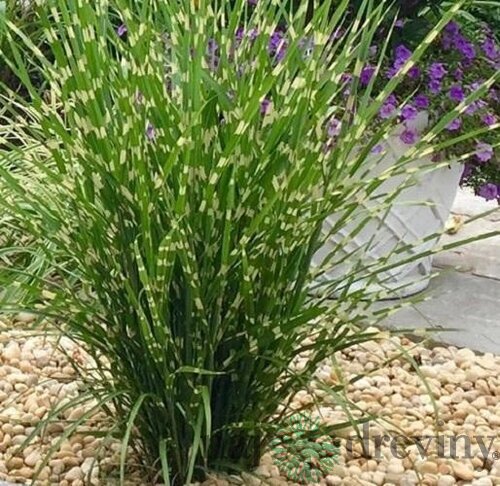 Ozdobnica čínska ‘Strictus‘ 30/50 cm v črepníku 3l Miscanthus sinensis ‘Strictus‘