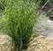 Ozdobnica čínska ‘Strictus‘ 30/50 cm v črepníku 3l Miscanthus sinensis ‘Strictus‘