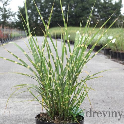 Ozdobnica čínska ‘Strictus‘ 30/50 cm v črepníku 3l Miscanthus sinensis ‘Strictus‘