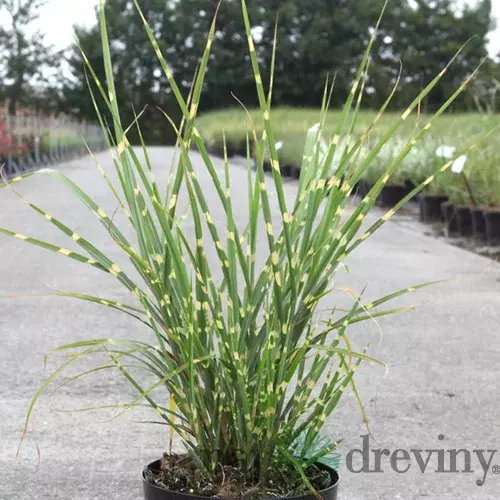Ozdobnica čínska ‘Strictus‘ 30/50 cm v črepníku 3l Miscanthus sinensis ‘Strictus‘