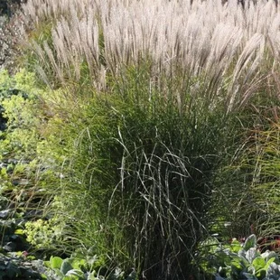 Ozdobnica čínska ‘Yaku Jima‘, 25/35 cm v črepníku 3l, Miscanthus sinensis ‘Yaku Jima‘