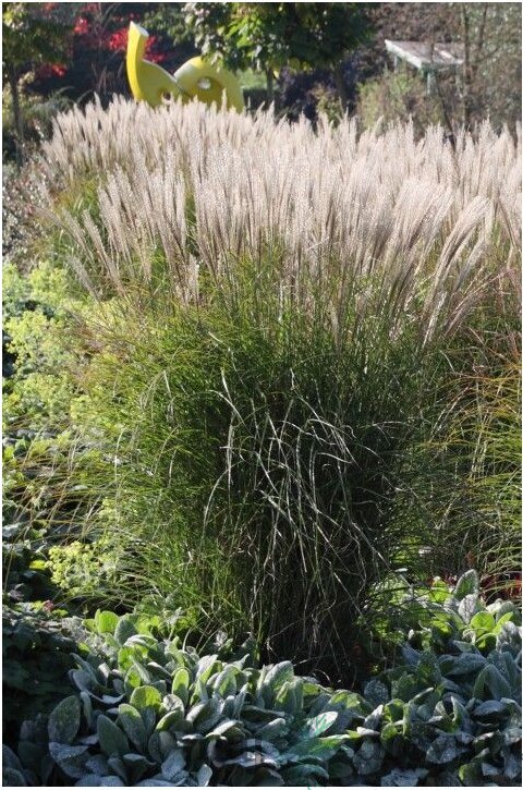Ozdobnica čínska ‘Yaku Jima‘, 25/35 cm v črepníku 3l, Miscanthus sinensis ‘Yaku Jima‘