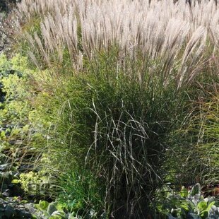 Ozdobnica čínska ‘Yaku Jima‘, 25/35 cm v črepníku 3l, Miscanthus sinensis ‘Yaku Jima‘