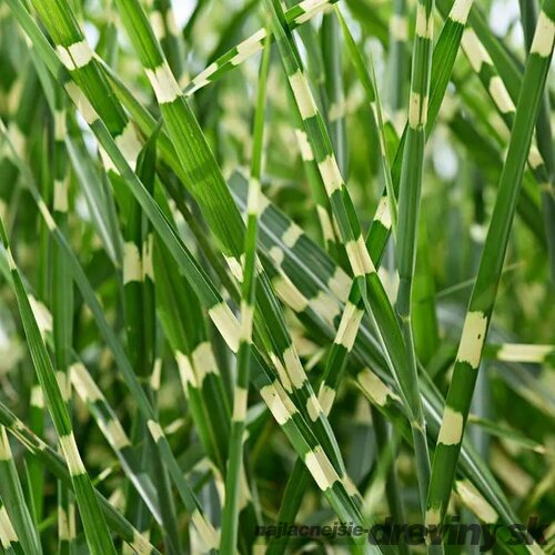 Ozdobnica čínska Zebrinus, výška 20/30 cm, v črepníku Miscanthus chinensis