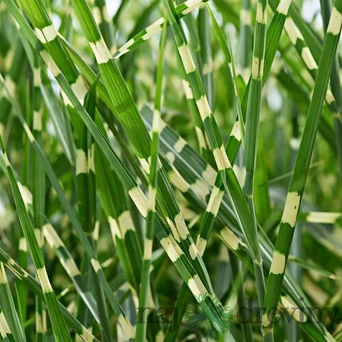 Ozdobnica čínska Zebrinus, výška 70/90 cm, v črepníku Miscanthus chinensis