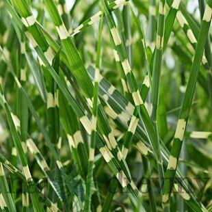 Ozdobnica čínska Zebrinus, výška 70/90 cm, v črepníku Miscanthus chinensis
