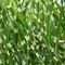 Ozdobnica čínska Zebrinus, výška 70/90 cm, v črepníku Miscanthus chinensis