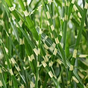 Ozdobnica čínska Zebrinus, výška 70/90 cm, v črepníku Miscanthus chinensis