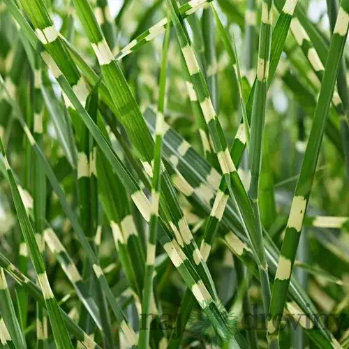 Ozdobnica čínska Zebrinus, výška 70/90 cm, v črepníku Miscanthus chinensis