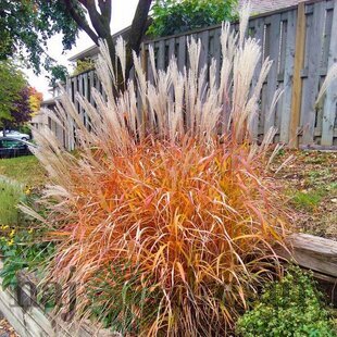Ozdobnica ´PURPURASCENS´, 30/50 cm v črepníku 3l Miscanthus ‘Purpurascens‘