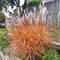 Ozdobnica ´PURPURASCENS´, 30/50 cm v črepníku 3l Miscanthus ‘Purpurascens‘