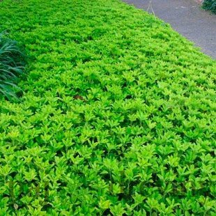 Pachysandra vrcholová, v črepníku Pachysandra terminalis