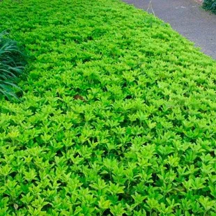 Pachysandra vrcholová, v črepníku Pachysandra terminalis