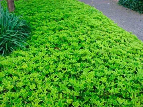 Pachysandra vrcholová, v črepníku Pachysandra terminalis