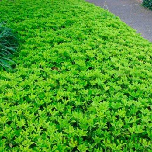 Pachysandra vrcholová, v črepníku Pachysandra terminalis