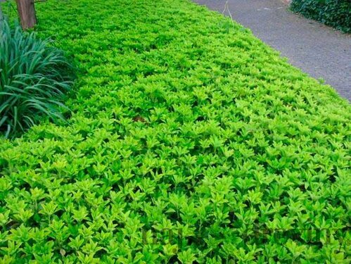 Pachysandra vrcholová, v črepníku Pachysandra terminalis