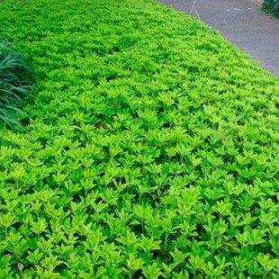 Pachysandra vrcholová, v črepníku Pachysandra terminalis